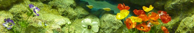 還暦祝いに関する情報